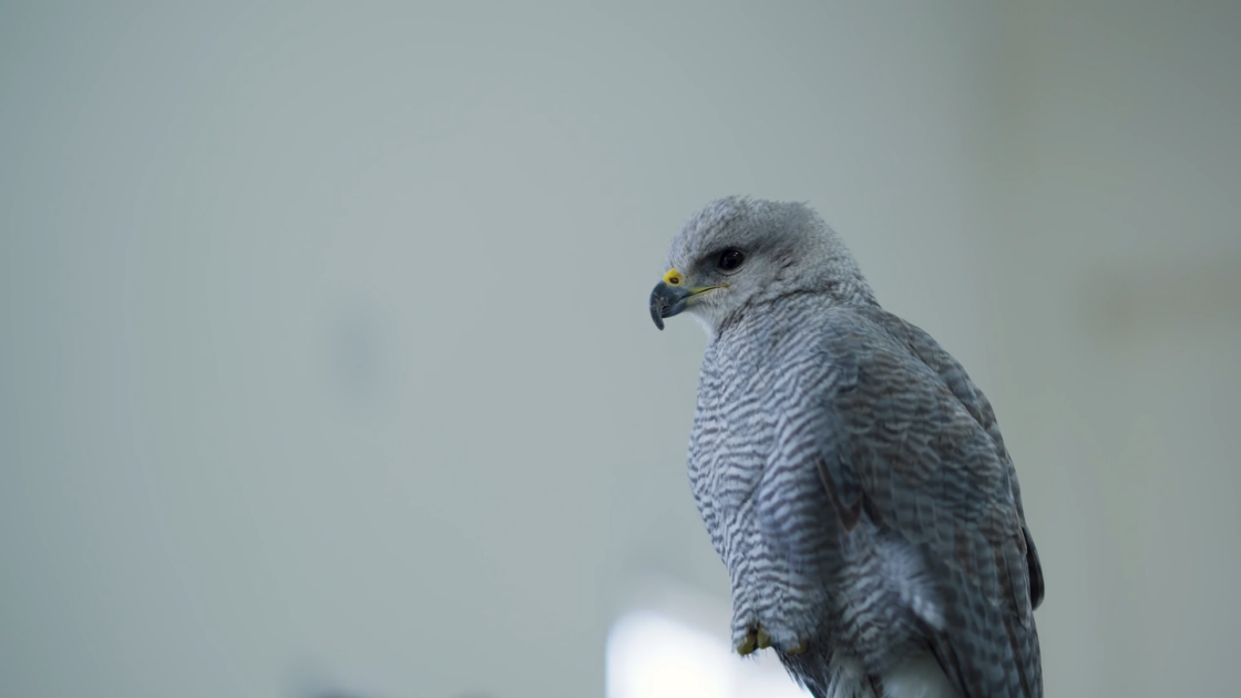 Trinidad and Tobgao Bioblitz